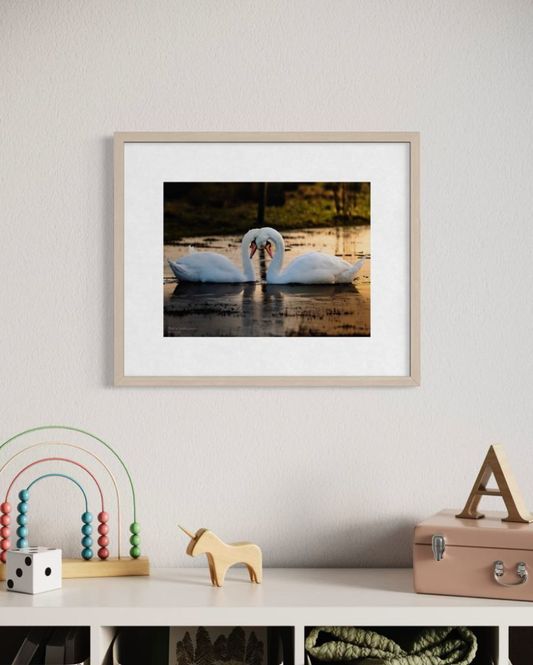 Hovedbilde Kunstprint i Fine Art Matt Print - Motiv Svanepar