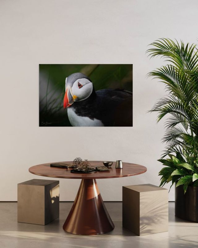 Lundeportrett - Fine Art matt print | Akrylglass